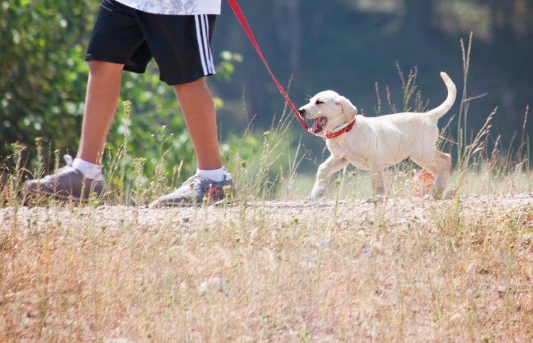 Dog Walking